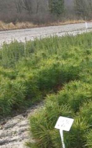 [VIDEO] Sadzonki już ruszają do lasu