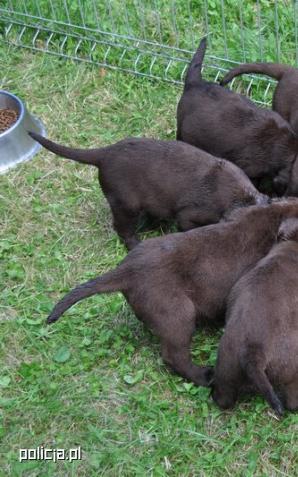 Policjanci uratowali 8 szczeniaków zamkniętych w bagażniku