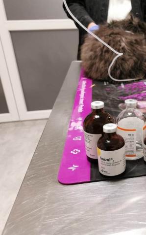 [VIDEO] Wyrzucił psa z auta. Policjant nagrał video. Został pociągnięty do odpowiedzialności