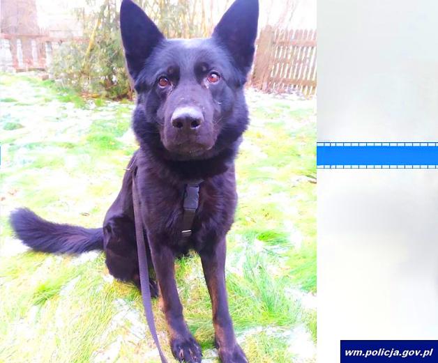 [VIDEO] Włamał się do przychodni i ukradł szczepionki. Po kilku godzinach został zatrzymany i usłyszał zarzut